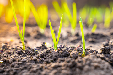 Beautiful green leaves of a young onion close-up in a garden bed at sunset