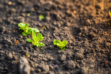 The first young green leaves of potato sprouts in the garden bed close-up in the soil in warm sunlight in the morning