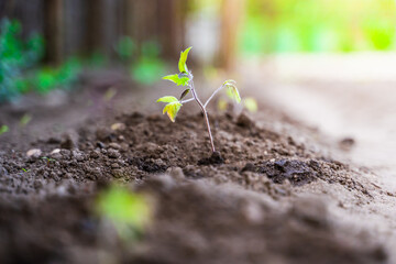 Young seedlings of tomatoes are planted in the soil of the vegetable garden close-up