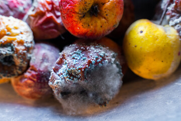 Rotten apples of different colors covered with mold