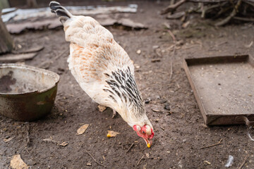 A light-colored hen holds a grain of corn in its beak. Growing chickens