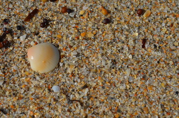 shell on the beach