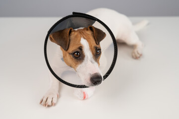 Jack Russell Terrier dog with a bandaged paw in a cone collar. 