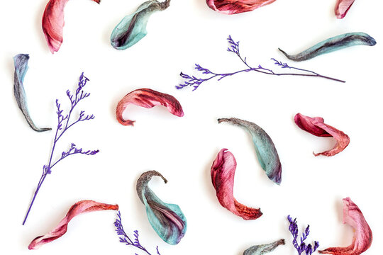 Pink, blue and violet petals of the flower isolated on white background. Top view minimalism closeup flat lay.