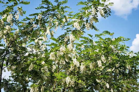 acacia branches blooming in white clusters against a blue sky