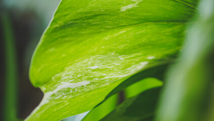 Green leaves plant background