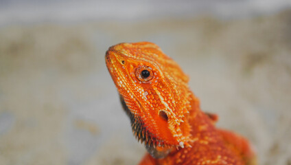 Bearded dragon (Pogona Vitticeps) is australian lizard with close up