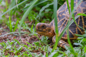 Indian Star Tortoise (Geochelone elegans ) in green grass