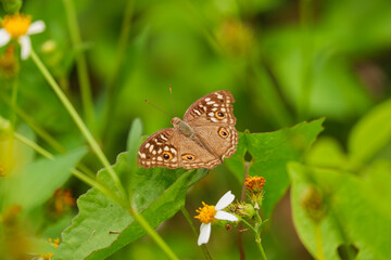 Brown butterfly on green grass