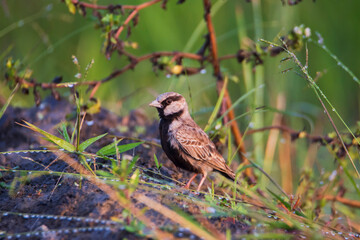 Ashy-crowned Sparrow Lark on the ground.