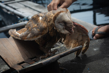 Portrait of an Injured Owl