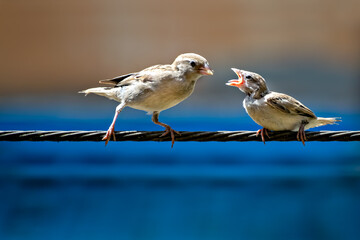 Newly born, hungry baby sparrow barely balancing on wire being fed with food from parents.