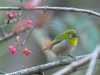 robin on branch