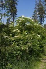 A view of a shrub called elderberry. The flowers of this shrub have healing effects.