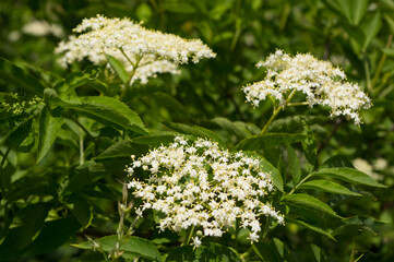 Fototapeta premium Close-up view of an elderflower.The flowers of this shrub have healing effects.