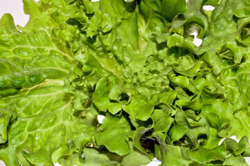 green salad isolated on white background