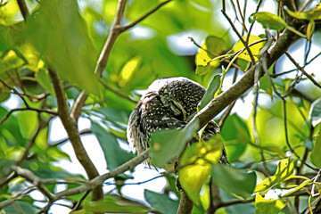 The Spotted owlet on a branch in nature