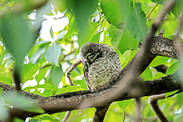 The Spotted owlet on a branch in nature