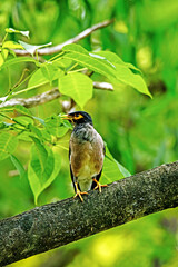 Common Myna on a branch