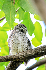 The Spotted owlet on a branch in nature