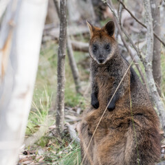 Swamp wallaby in rural Australia