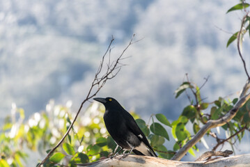 Currawong (Strepera) bird, perched in a Eucalyptus tree in rural Australia