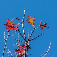 Autumn (Fall) coloured leaves on a deciduous tree