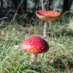 Two fly agaric mushroom growing in a field