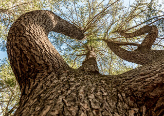Perspective looking up at a Himalayan Cedar Tree within the forest