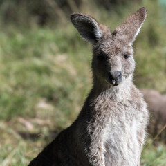 Young Eastern Grey Kangaroo Joey in Outback Australia