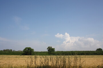 field and sky