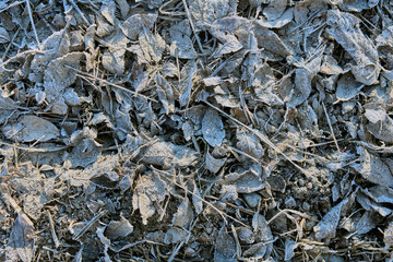 Frozen last year's leaves on side of dirt road, texture for background.