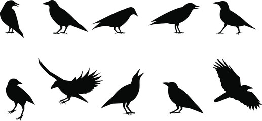 Vector bird silhouettes on isolated white background. Icon set.