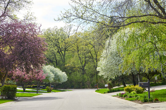 Neighborhood street with flowering trees in early spring