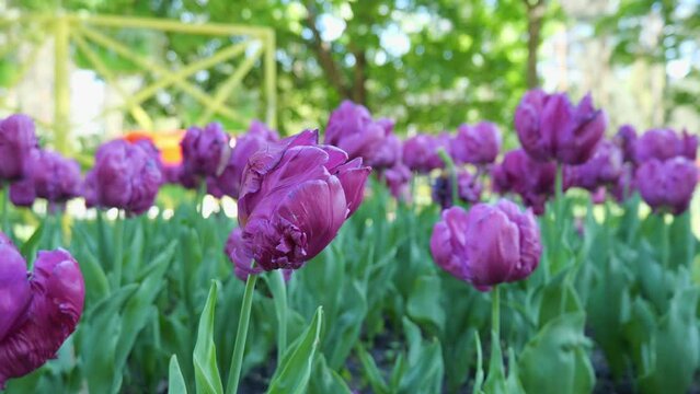 View of many purple tulips in the park. Lots of purple flowers. Slow motion tulips