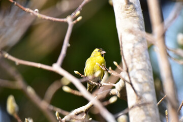 木に止まるマヒワのオス