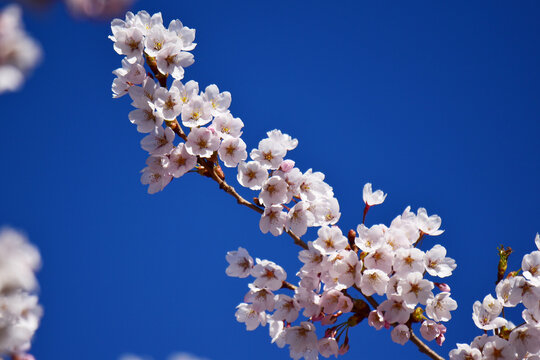 枝にびっしり咲いた桜