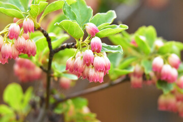 サラサドウダンの薄ピンクの花