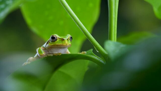 4K Video of a tree frog on grass.