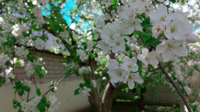 Blooming apple tree in spring time with bees