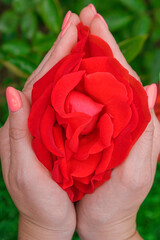 Beautiful red rose flower in female hands, close up. Rose as vagina symbol. Female health concept.