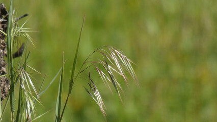 Wispy Wild Grass Blade, single close up