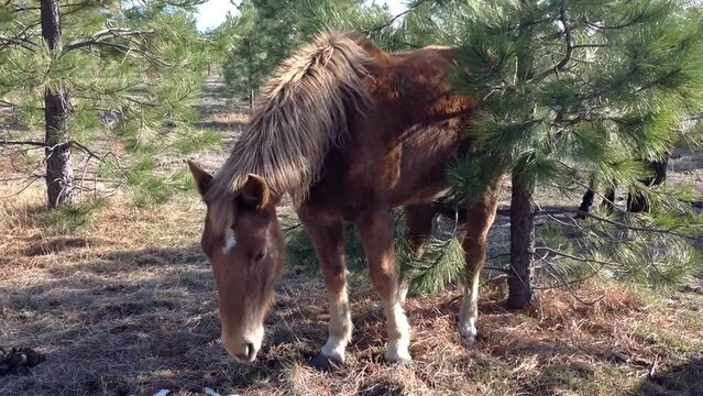 Horse Natural Tree Back Scratcher