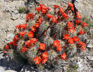 close up of a beautiful flowering scarlet red claretcup cactus in the rocks in spring along the...
