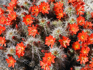  close up of a beautiful flowering scarlet red claretcup cactus in the rocks in spring along the...