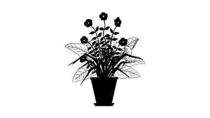 black and white flowers