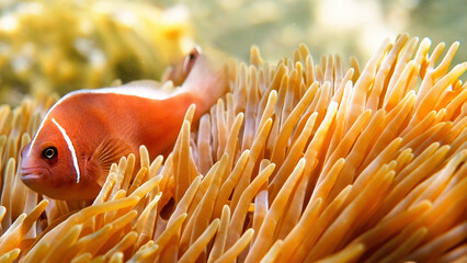 Cute anemone fish playing on the coral reef. Close up of beautiful color clownfish on anemone, anemones on tropical coral reefs. Wonderful and beautiful underwater world with tropical fish