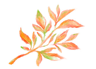 Naklejka premium Tropical red green plant elements autumn watercolor hand painting illustration