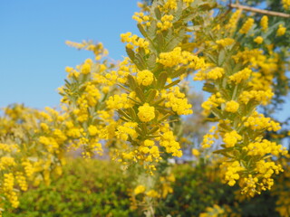 満開のミモザ