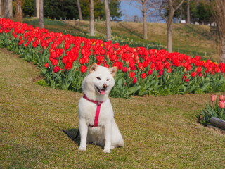 赤いチューリップと白い犬